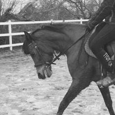 Anden særlig race Laika