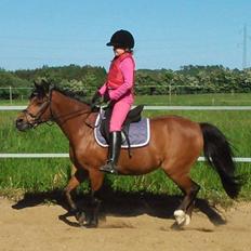 Anden særlig race Laika