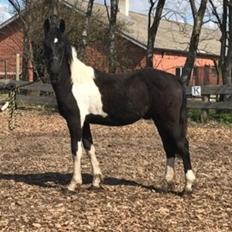 Barockpinto New Star 