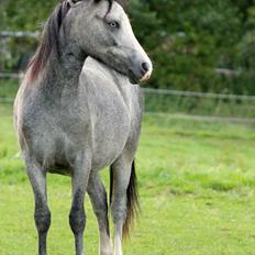 Welsh Mountain (sec A) Fakla Annabell