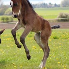 Oldenborg Sjakira Nyholm