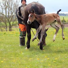Oldenborg Sjakira Nyholm