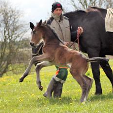Oldenborg Sjakira Nyholm