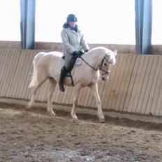 New Forest Nellie (Rain)