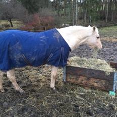 New Forest Nellie (Rain)