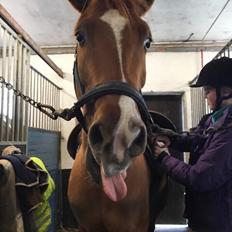 Anden særlig race Alia von hoff