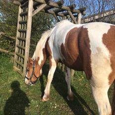 Anden særlig race Smukke Lille Luna