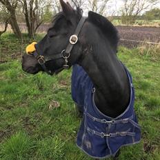 Anden særlig race Felix