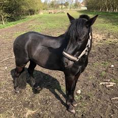 Anden særlig race Felix