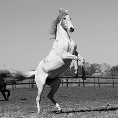 Anden særlig race Windrose's Athena