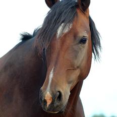 Pinto Araber Højgårds Quesada