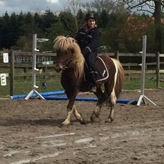 Islænder Flaki fra Toftum 