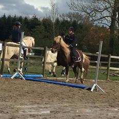 Islænder Flaki fra Toftum 