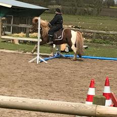 Islænder Flaki fra Toftum 