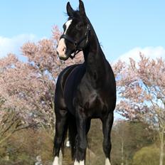 Dansk Varmblod California