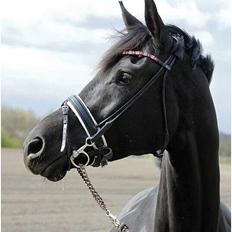 Trakehner | Linduc af Romeo