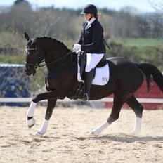 Dansk Varmblod Madeleine