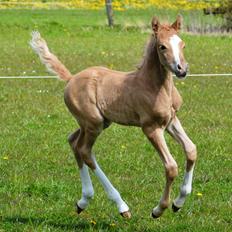 DSP Lykkebo Dirty Dancing