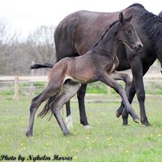 Oldenborg Zilhouette Nyholm