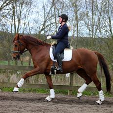 Tysk Oldenburger First Romance Bastbjerg