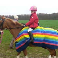 Anden særlig race Jonas