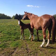 Dansk Varmblod Arlanda