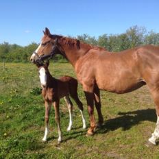 Dansk Varmblod Arlanda