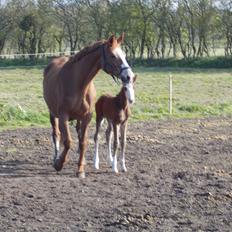 Dansk Varmblod Arlanda