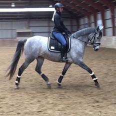 Anden særlig race Animanda