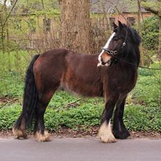 Irish Cob Shamrocks Rowan of Spades