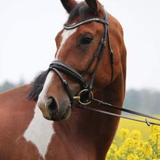 Anden særlig race Filur