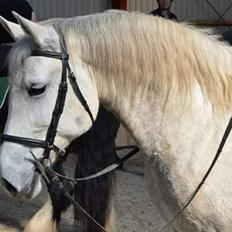 Lipizzaner Fantasia - 290