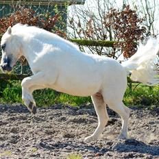 Dansk Miniature *SOLGT* Riddersholm's Valentin