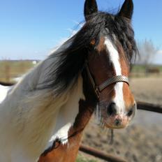 Tinker Satin´s Acacia