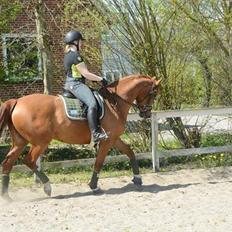 Anden særlig race Storbjergs Lollipop 