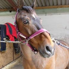 Anden særlig race | Mason's Sonny 