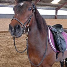 Anden særlig race | Mason's Sonny 