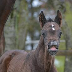 Dansk Varmblod Romeo L