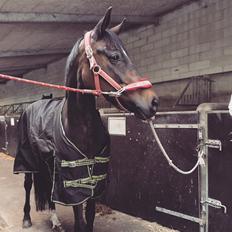 Trakehner Catwalk himmelhest