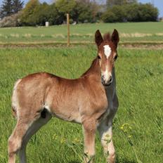 Welsh Cob (sec D) Melanders Check Me Out