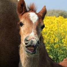 Welsh Cob (sec D) Melanders Check Me Out