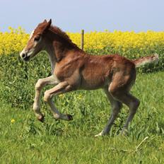 Welsh Cob (sec D) Melanders Check Me Out