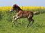 Welsh Cob (sec D) Melanders Check Me Out