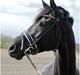 Trakehner | Linduc af Romeo