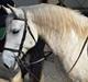 Lipizzaner Fantasia - 290
