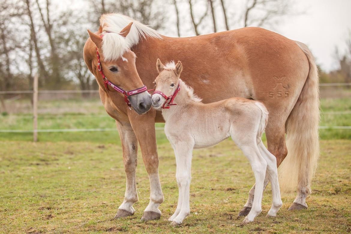 Haflinger Stroller - Freja Sif Foto billede 17