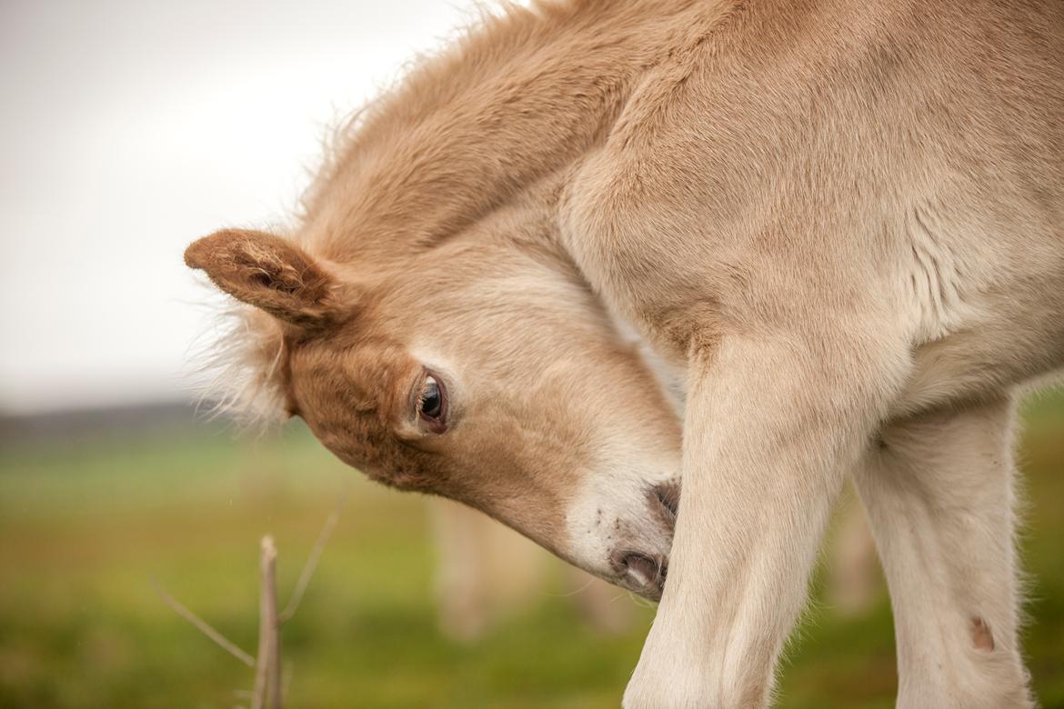 Haflinger Stroller - Freja Sif Foto billede 18