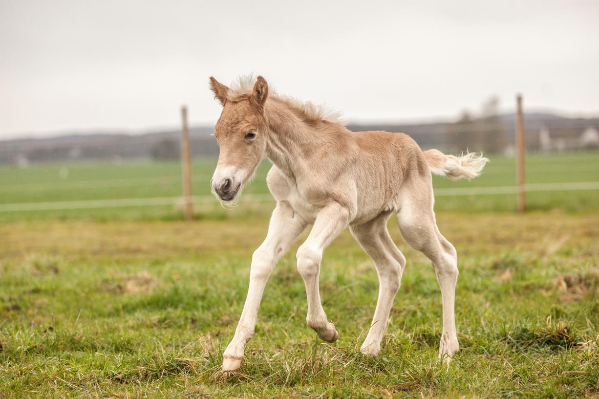 Haflinger Stroller - Freja Sif Foto billede 20