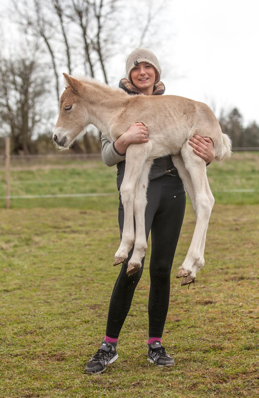 Haflinger Stroller - Freja Sif Foto billede 19