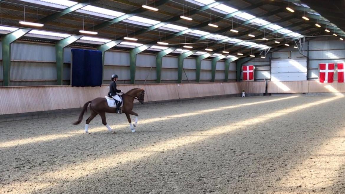 Dansk Varmblod Tropical - Skåde, marts 2017 billede 13